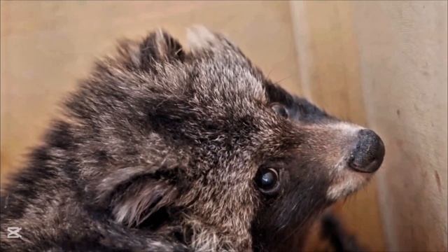 Московский Зоопарк! Развлечения в Москве. КАПИБАРЫ, ПА смотреть онлайн