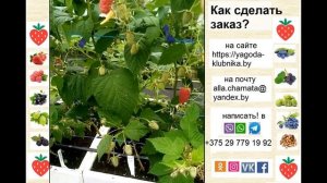 Новый сорт ремонтантной малины Полет Костенко