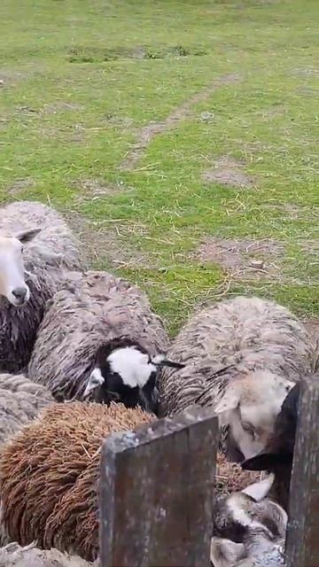 Давно не ели смотреть онлайн