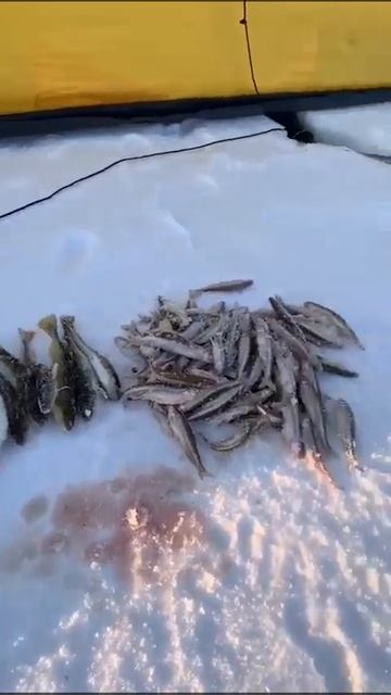 Сахалинец показал место, где клюёт зубарь размером с с смотреть онлайн