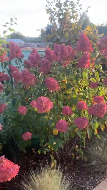 #hydrangea#hortensia#гортензия#garden#гортензія#flowers#jardin#shorts#アジサ? смотреть онлайн