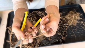 Спасаем драцену 🪴таких корней я никогда не видела 😲