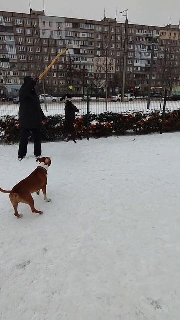 Как поймать амстаффа на удочку? 😂😂 \ Amstaff winter fun смотреть онлайн