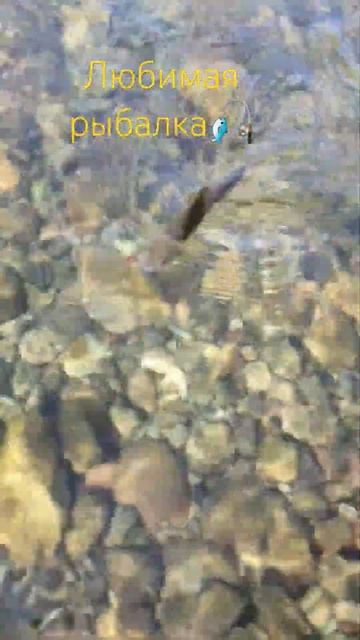 Рыбалка в Горном Алтае на реке Бия.#рыбалканасплетню #?