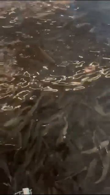 Форелевое хозяйство. Бассейны с проточной водой для в? смотреть онлайн