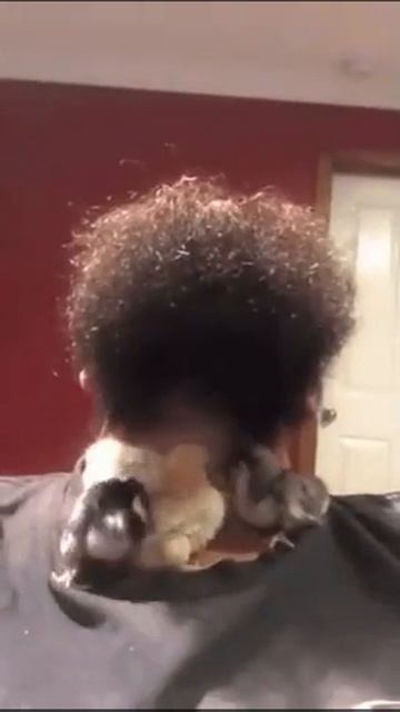 Для чего бороду отпустил 😁😁😁для гнезда смотреть онлайн