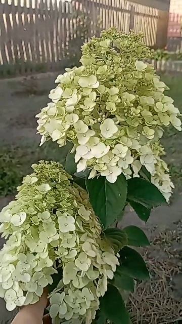 Самарская Лидия❤ набирает красоту, пока в белом #горт? смотреть онлайн