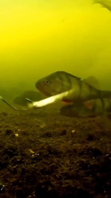 Ну клюнь ты уже 😂 #рыбалка #fishing #fish #рыбалка2024 смотреть онлайн