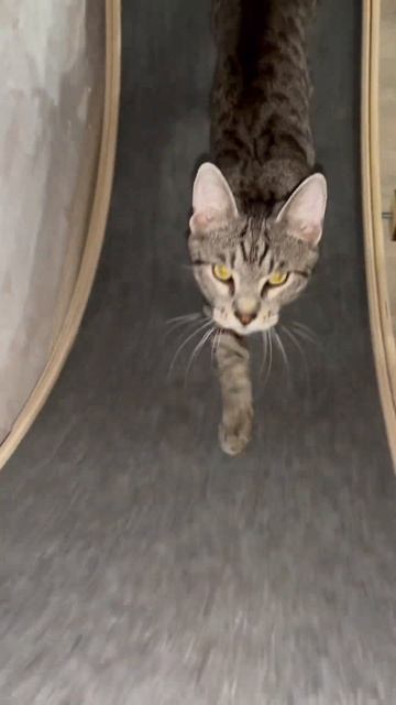 Walking in a cat wheel / Прогулка в беговом колесе для кошек 🐈 #ca смотреть онлайн