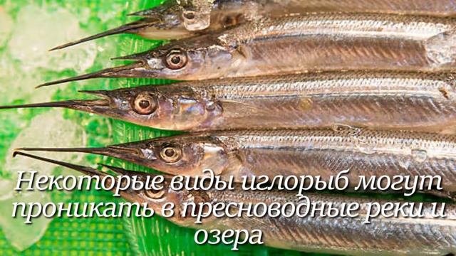Рыба-игла. Интересно знать #рыба #рыбаигла #иглорыбы #и? смотреть онлайн