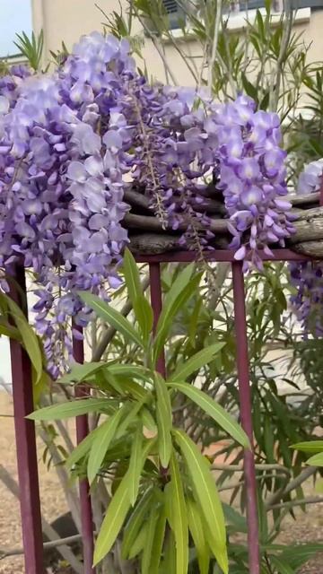 Глициния смотреть онлайн