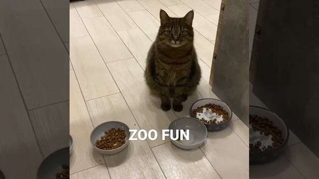 Соня хочет есть | #кошки смотреть онлайн