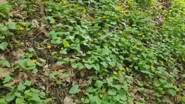 Съедобные дикоросы: медуница, крапива и другие первые смотреть онлайн