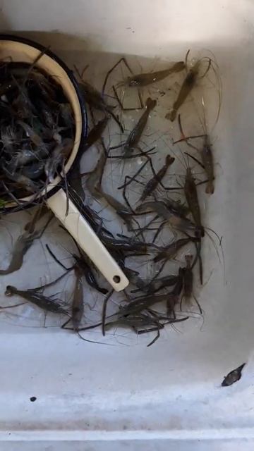 Креветки Пойманные на Чеснок в Креветнице | Кухня Fishing