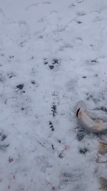 Щучьи уловы!Платная рыбалка в Егорьевске/Рыбалка в Тр? смотреть онлайн