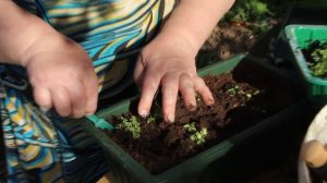 Ответ на Ваш вопрос! Узнайте как. Лобелия. Посадка лобелии.