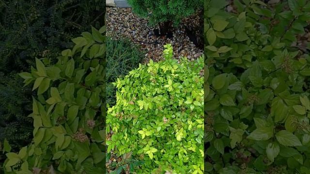 🍂🍁🍁Чем удобрить осенний сад? Очень простое решение смотреть онлайн