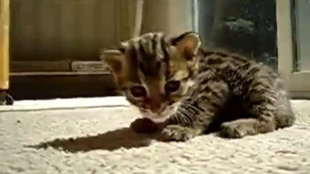 Котенок издает прикольные звуки.mp4 смотреть онлайн