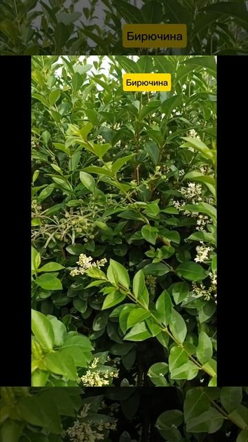 06.07.24г🌹Белая фантазия!!! смотреть онлайн