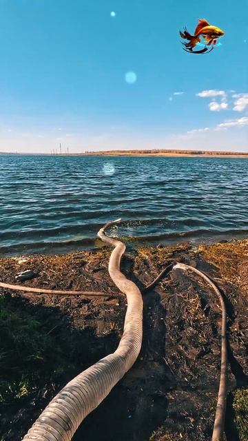 Обильный запуск живой рыбы для свободной рыбалки Рыба