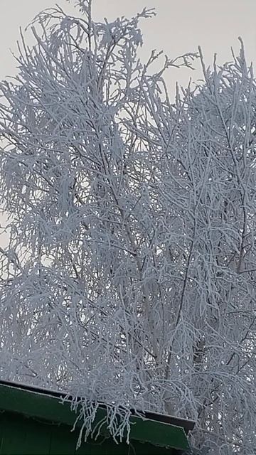 Берёза белая смотреть онлайн