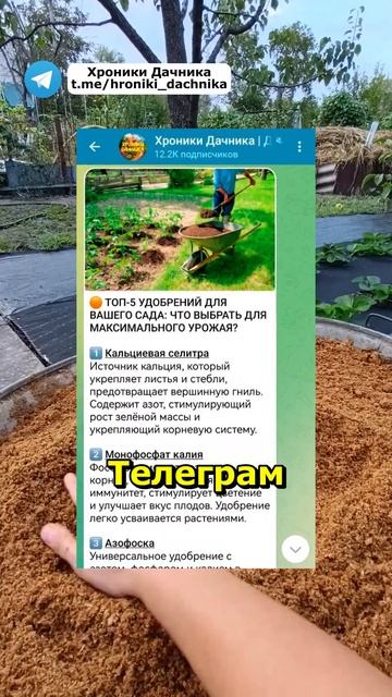 Бабушкин способ для отличного урожая #урожай #огород #? смотреть онлайн