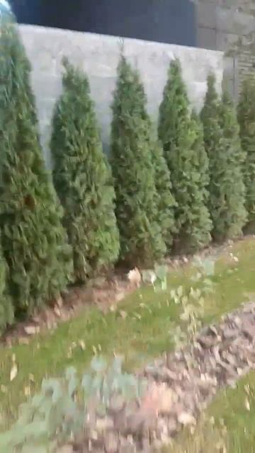 Пихты маленькие. смотреть онлайн