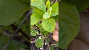 КАК ЦВЕТЁТ ЛИМОННИК КИТАЙСКИЙ???  РАЗМНОЖЕНИЕ