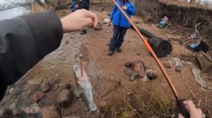 Ловля судака на КАНОНЕРКЕ, Narval Argument II в действии!