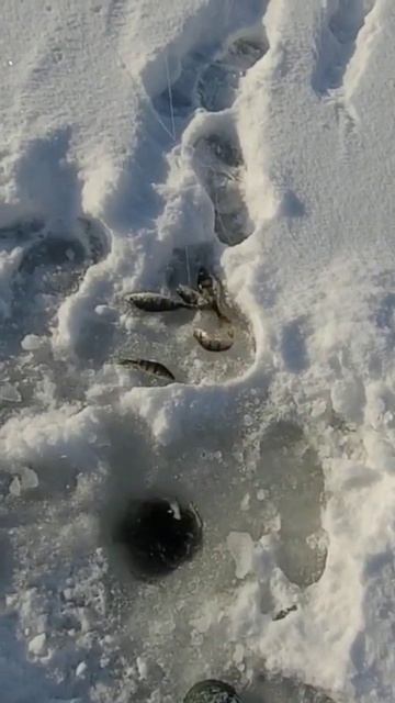 Повезло, повезло #рыбалка #зимняяловлярыбы #окуньнаба? смотреть онлайн