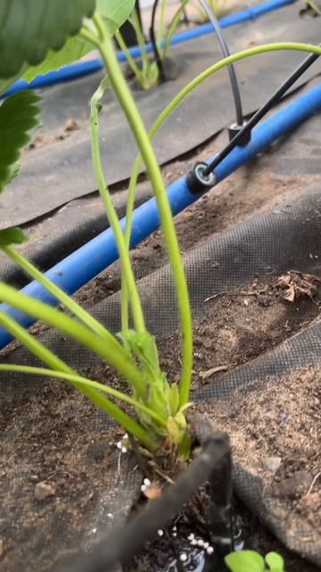 Капельный полив, на клубнику! смотреть онлайн