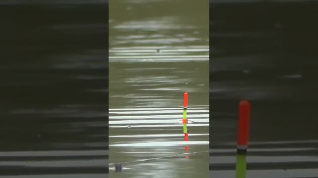 ЗАБРАЛСЯ В ДЕБРИ 😳😳#рыбалка #рыбалканапоплавок #кар?