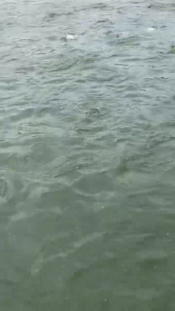 29 Марта 2025 вылов для покупателей Курск ( каждую суббот?