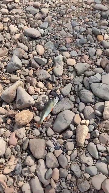 И на такое бревно можно поймать #рыбалка #fishing #улов #ок?