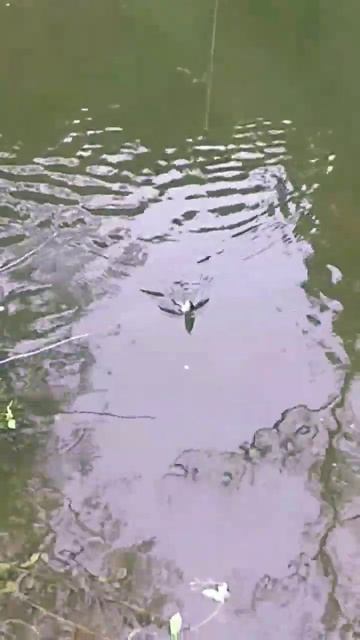 мормышинг 06/24 - река Каменка - 29.05.2024