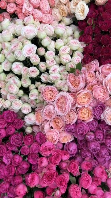 ОГРОМНЫЙ ВЫБОР кустовых роз 🌹🌹🌹 #розы #flowers #love смотреть онлайн