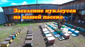 ОЧЕРЕДНОЕ ЗАСЕЛЕНИЕ НУКЛЕУСОВ НА НАШЕЙ ПАСЕКЕ.