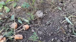 240912 Кто погрыз морковь на огороде понадкусывал? Крот х