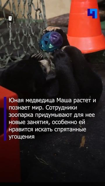 В Московском зоопарке запечатлели развлечения малайс смотреть онлайн