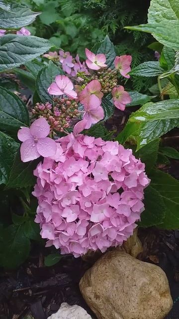 Почему розовые? ГОРТЕНЗИИ Бесконечное Лето и Кореана. смотреть онлайн