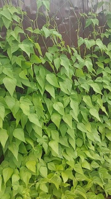 Живая изгородь из стручковой фасоли #дача #огород #сад смотреть онлайн