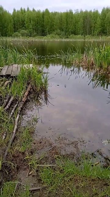Вылазка на ещё одно озеро в лесу. Щука, линь, окунь, кар?