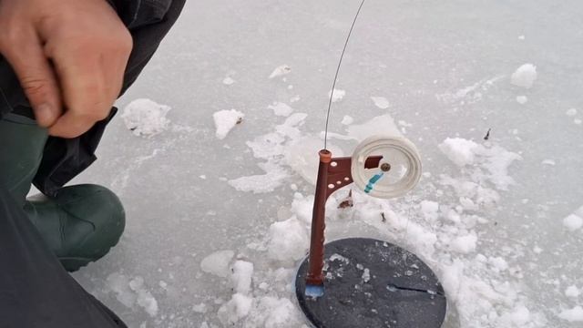 СУДАК на ЖЕРЛИЦЫ! Учимся провоцировать поклёвку. смотреть онлайн