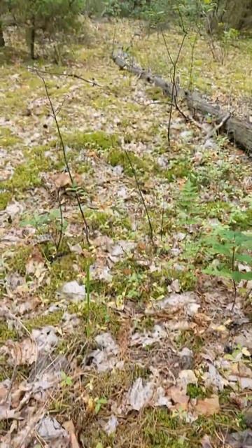 #белыйгриб #грибы #грибнойсезон #тихая_охота #лес #прир? смотреть онлайн