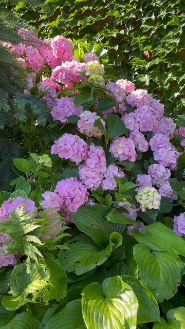Крупнолистные гортензии. Цветение в моем саду летом 202 смотреть онлайн
