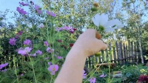 цветочный vlog - Ожидание и Реальность - отзывы о цветах ?