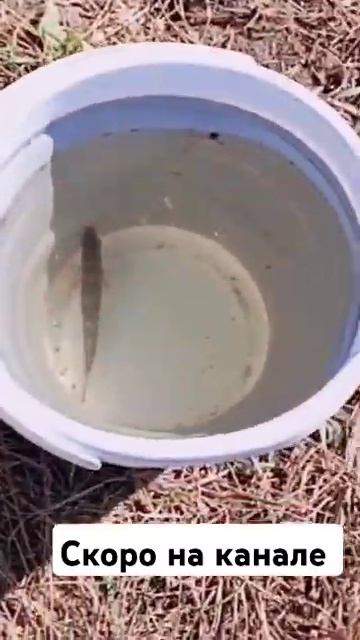 Скоро на канале душуа поёт когда клюет #душа #рыбалка #? смотреть онлайн