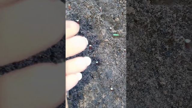 Черенкование🌱 метельчатой гортензии в зиму❄️❄️❄? смотреть онлайн