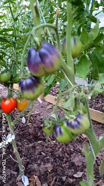 ТЁМНЫЙ ЛОРД 🔴 #подмосковье #garden #дача