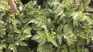 Новинки томатов 2023 года. Томатный Гном Электрик Пинк. Обзор в открытом грунте в июне.